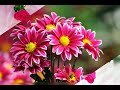 Poove Poochudava Song