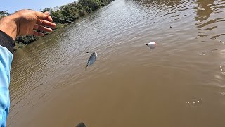 Descemos as corredeiras do turvo,Dorado gigantes Piapara de um jeito extraordinário 