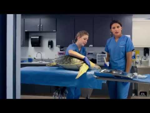 MEIN FREUND, DER DELFIN 2 Trailer deutsch