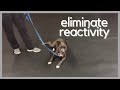 Dog Training | Using a remote collar to eliminate reactivity | Solid K9 Training Dog Training