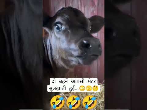 cat😺😺😺 buffalo child🐃 #tag uour bufdaloxhild #tagyourcat  #sister #comadyvideo #joke #brother #realy