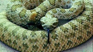 preview picture of video 'Rattle Snake Show at Tanque Verde Ranch, Tucson'
