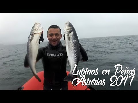Lubinas en Peñas (Asturias 2017)