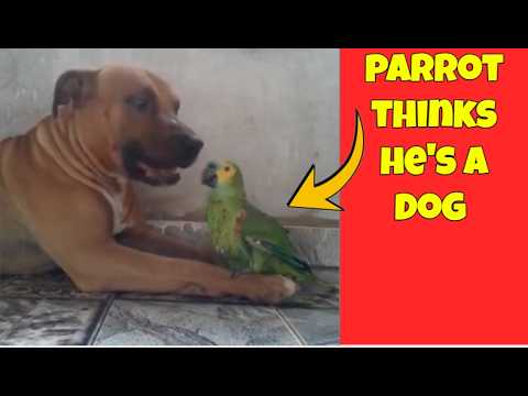 Birds Cats & Dogs Funny And Cute Friendships
