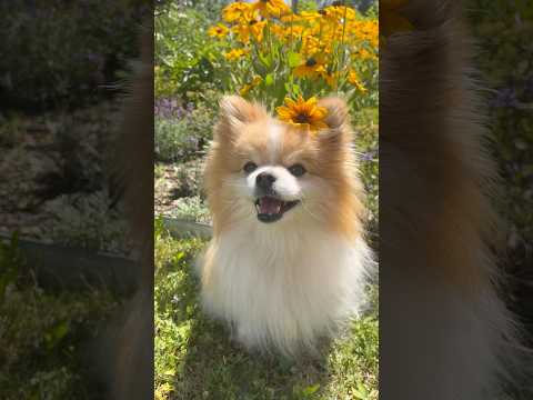 That’s just my baby dog🌸🌷🌻 #dog #pomeranian #shorts