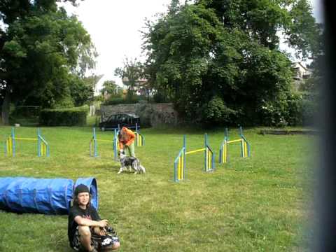 Nicoletta and Beauty - agility Jirkov