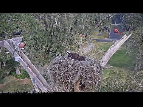 Fish Crow Antagonizes Female Osprey In Savannah – Feb. 27, 2019