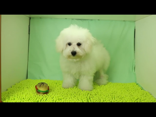 (子犬) 犬種：ビション・フリーゼ 女の子 ブリーダー マロニエケンネル　MARRONNIER KENNEL k3014の画像