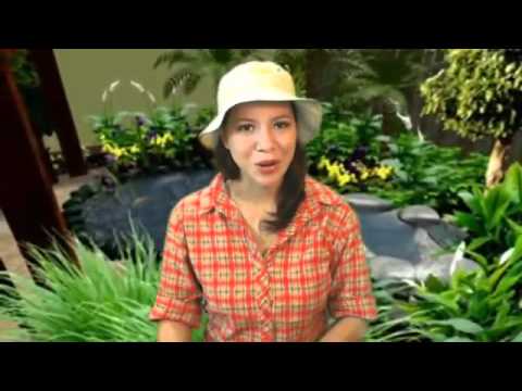 Bird House Log Cabin Birdhouse Review