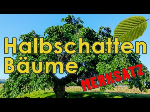 Halbschattenbäume nennen - Jägerprüfung Merksatz