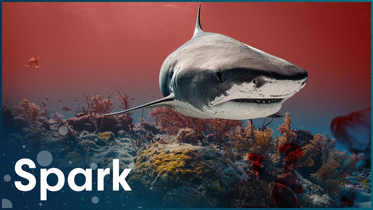 Why Do Sharks Attack Humans?