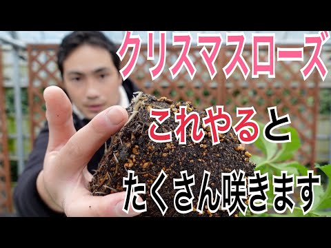 素晴らしいクリスマスローズを咲かせるための 10 のヒント 植物