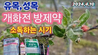 개화전 방제시기/개화전 방제약(유목,성목)