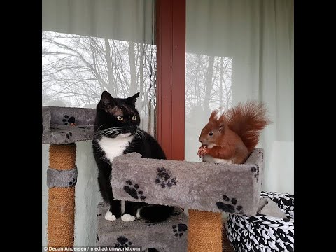 Unlikely Best Friends: The Heartwarming Story of a Cat and a Squirrel