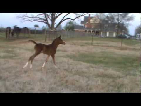 Alia Laheeba running