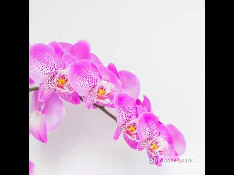 Lilies at the Blooms - A Book by Baidyanath Sahay