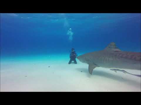 Meine faszinierendste Begegnung mit einem Tigerhai