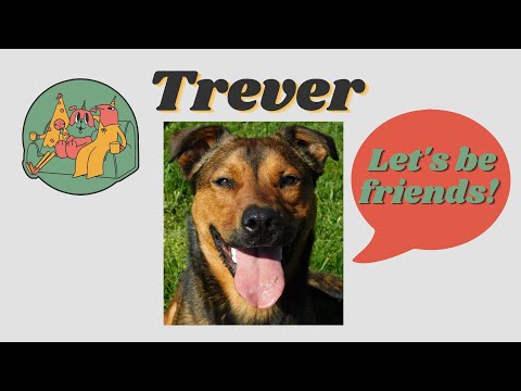 Trever, an adoptable Mountain Cur Mix in Charles Town, WV_image-1