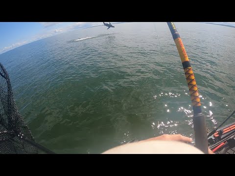 Hooked a Great White Shark while fishing in my Kayak!