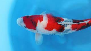 video van Showa 2411021