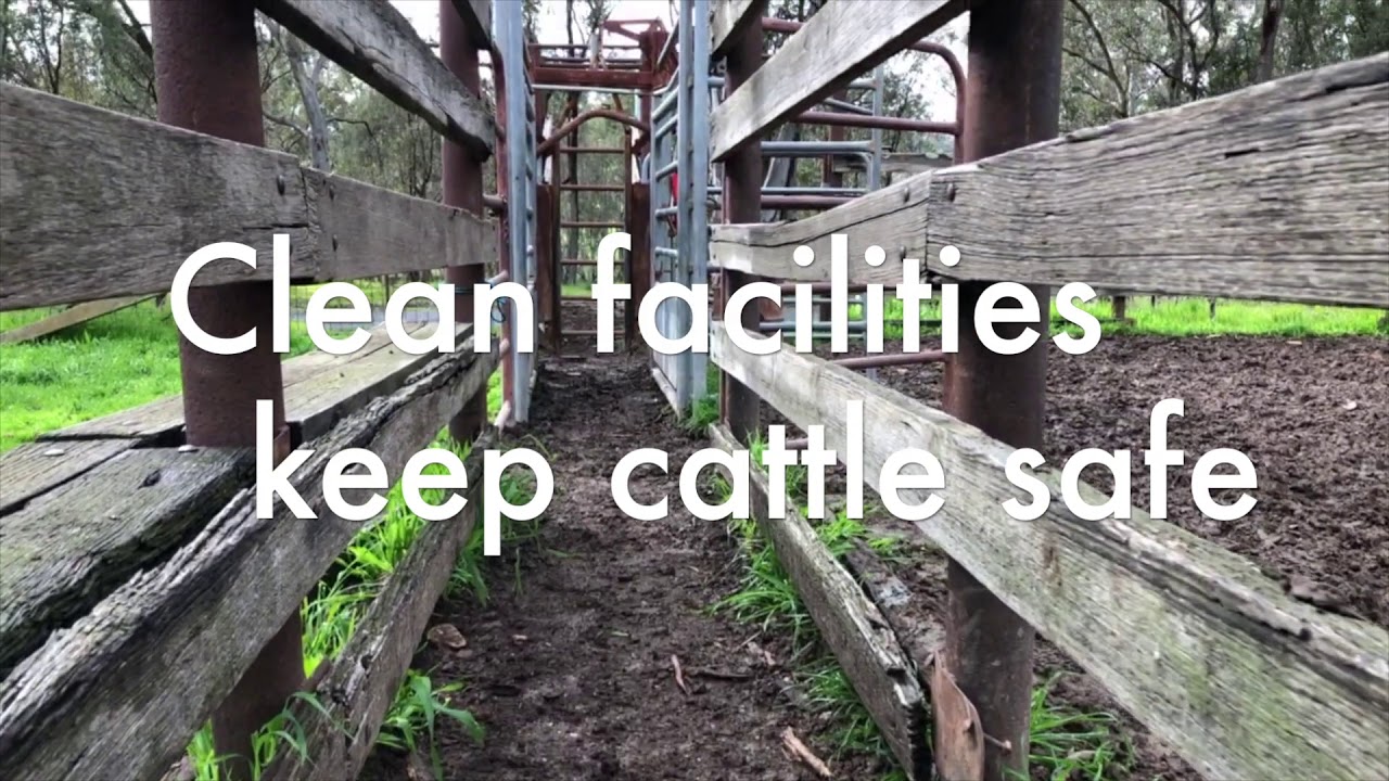 Preparing the cattle handling facility