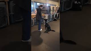 Video preview image #1 Border Collie Puppy For Sale in Highland, IL, USA