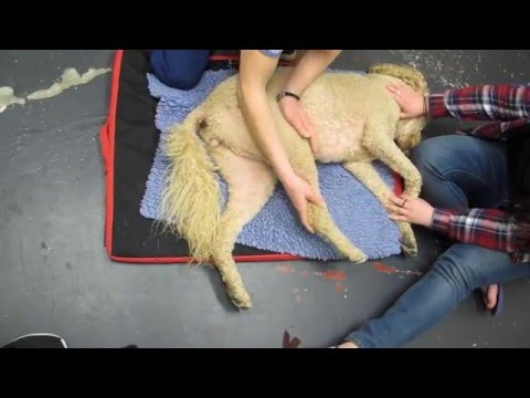 Veterinary physiotherapist video 1