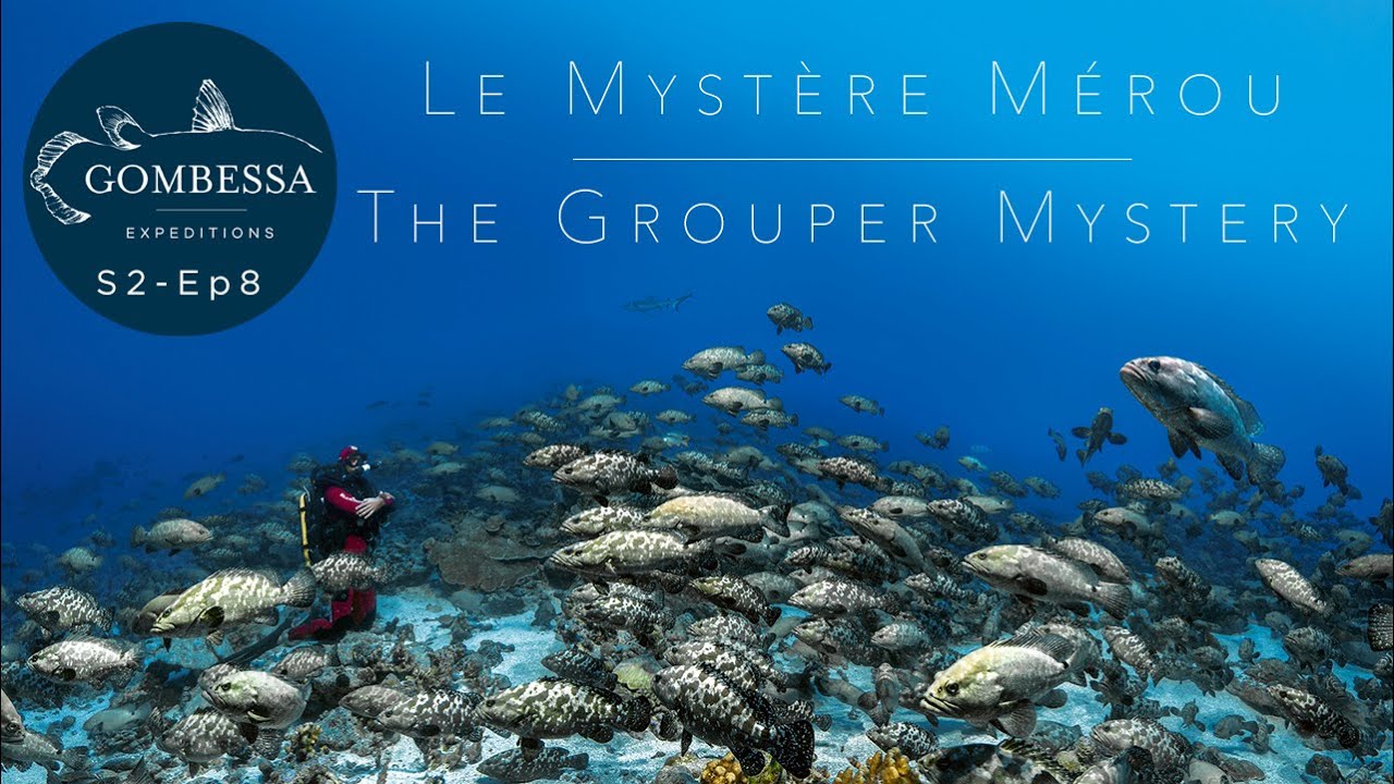 Gombessa II - Mystère mérou - Ep08