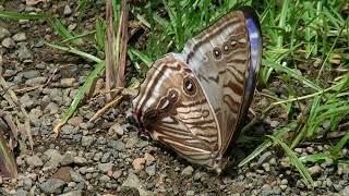 preview picture of video 'The Morphos from Yungas in Bolivia part1'