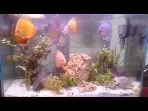 My Fish Aquarium with Discus fish, panda Cory. Albino Cory.