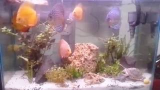 My Fish Aquarium with Discus fish, panda Cory. Albino Cory.
