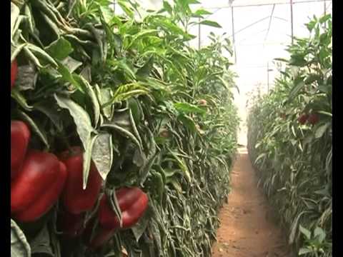 Cây đũa thần trong phát triển nông nghiệp Israel
