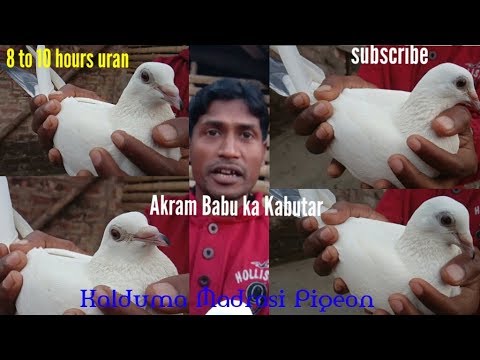 Madrasi "Kalduma" kabootar "8 to 9 hours uran wale kabutar"  by Raza Photography & Technical Video