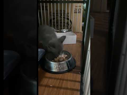 Cio Russian Blue Kitten First time eat chicken