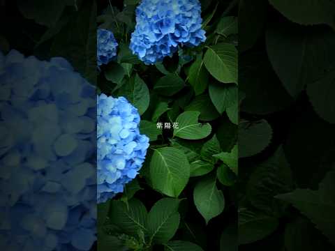 夏に色あせたアジサイの花は切り取ったほうがいいでしょうか？どのようなリスクがありますか?  庭園