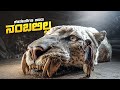 Prey Movie Explained In Kannada Adventure Thriller Plot Review