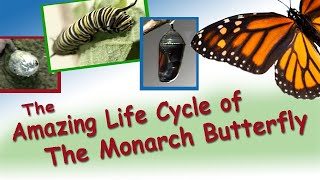 Complete Life Cycle of the Monarch Butterfly