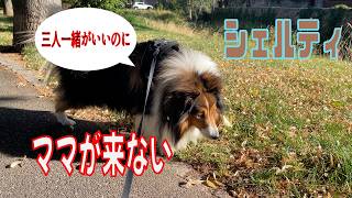 【シェルティ】ママが来ない。【フランス田舎暮らし🇫🇷】#犬の散歩 #賢い犬 #犬のいる暮らし #マイペースな犬