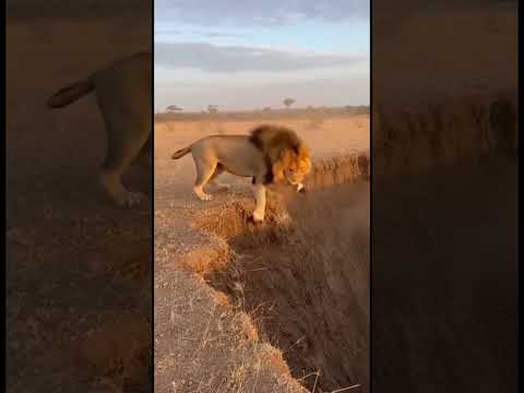 warthog tricks lion into trap