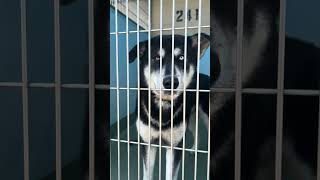 Video preview image #1 Siberian Husky-Unknown Mix Puppy For Sale in Pasadena, CA, USA
