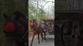 Download lagu Gokil, pengantin naik delman mp3