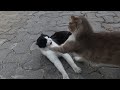 Grey Cat Attacked The Tuxedo Cat Because I Petted Her