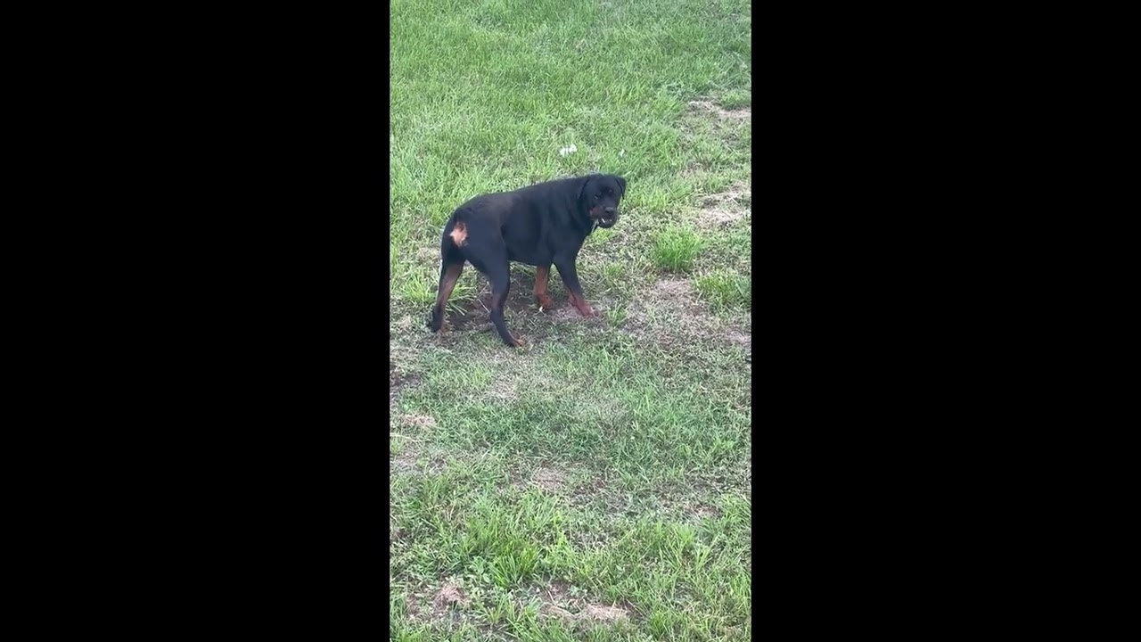 Banx Just Wants to Dig || ViralHog