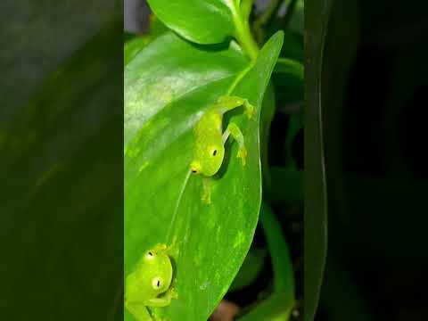 SEE THROUGH FROGS CATCHING FLIES! Glass frog feeding video (Hyalinobatrachium fleischmanni) #shorts