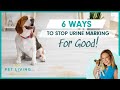 Is Your Dog Marking Territory Here S What Actually Works