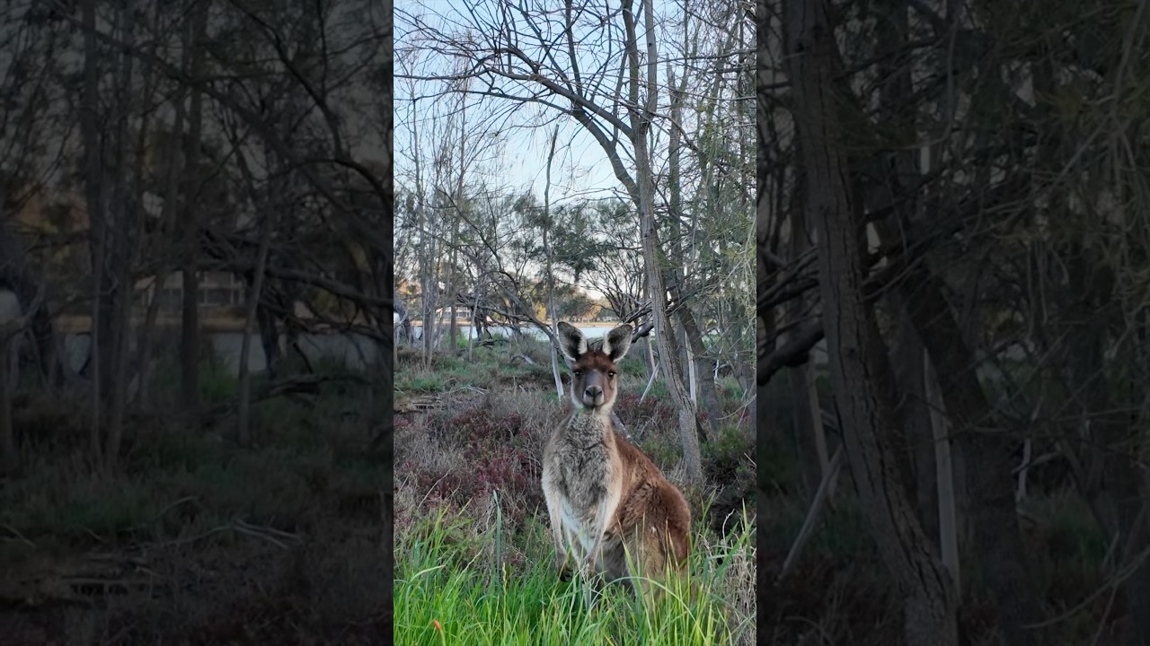 YouTube Short thumbnail