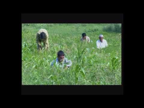 Hydroponic Shadenet Green Fodder Machine