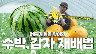 여름 수박, 감자 풍년이오-! 수박, 감자 농사 방법과 노하우를 한 번에-!