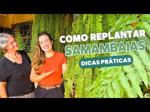 A Maneira CERTA de Replantar Samambaia com Dicas Especializadas