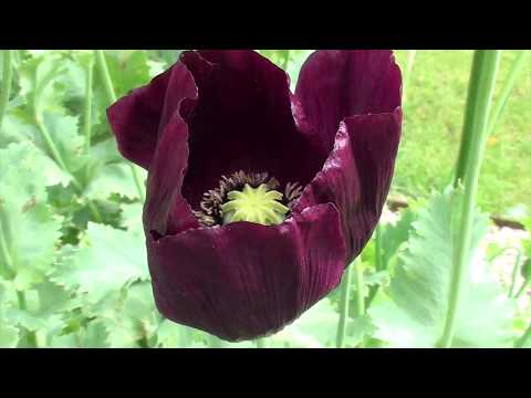 The View from Here: Part Eight. Poppies at teatime. July 2016.